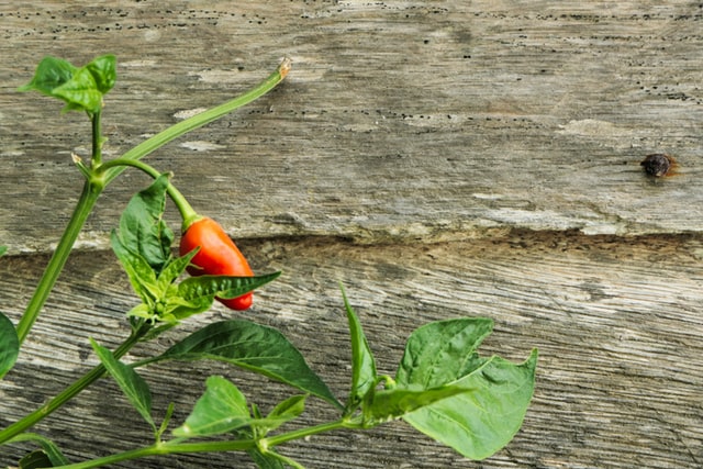 Chili