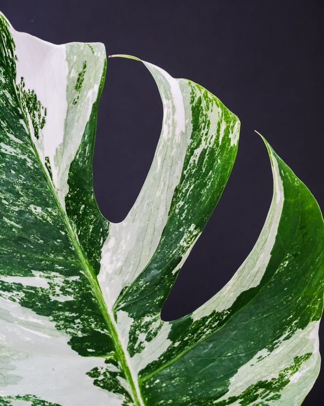 Monstera variegata