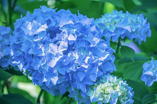 blå hortensia