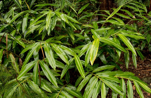 ingefær plante