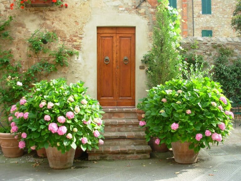 Slik lykkes du med Hortensia både ute og inne