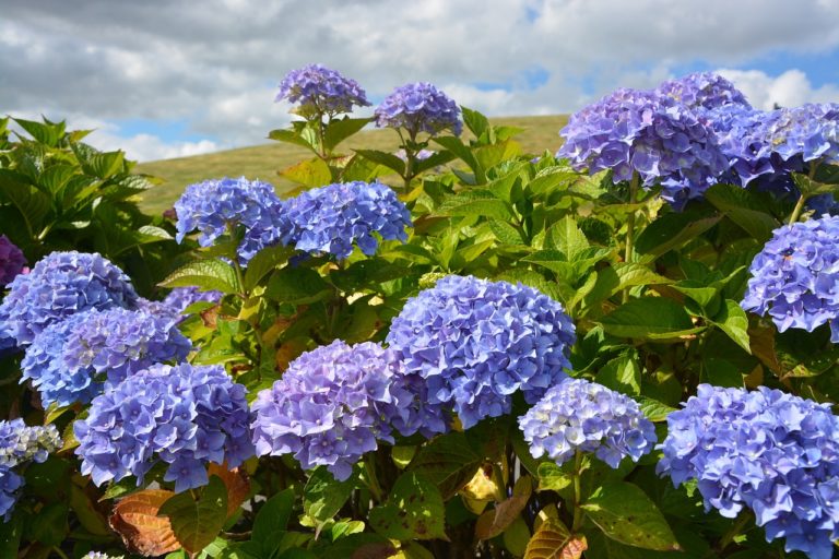 Slik lykkes du med Hortensia