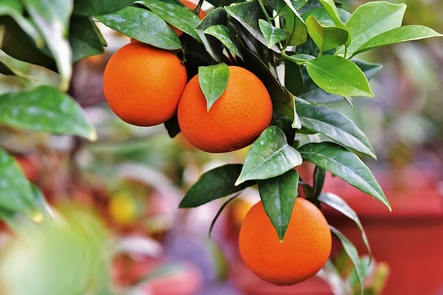 appelsintre 1