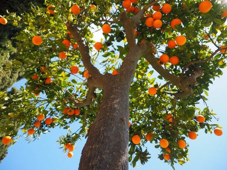 appelsintre hovedbilde