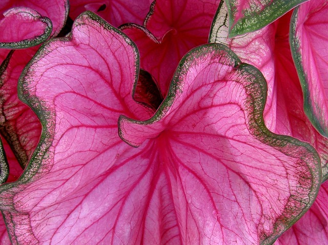 caladium