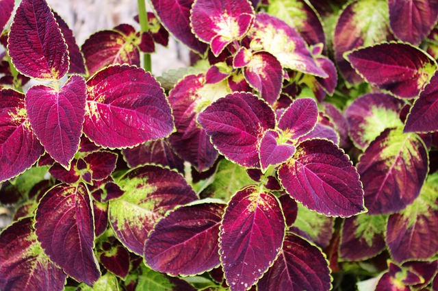 coleus 3