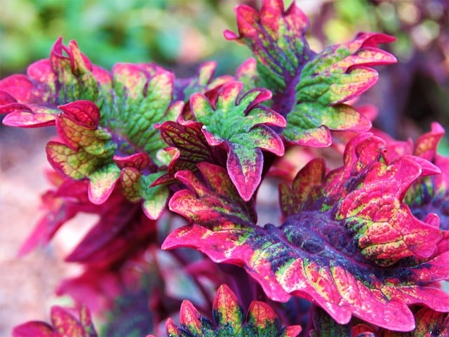 coleus sol