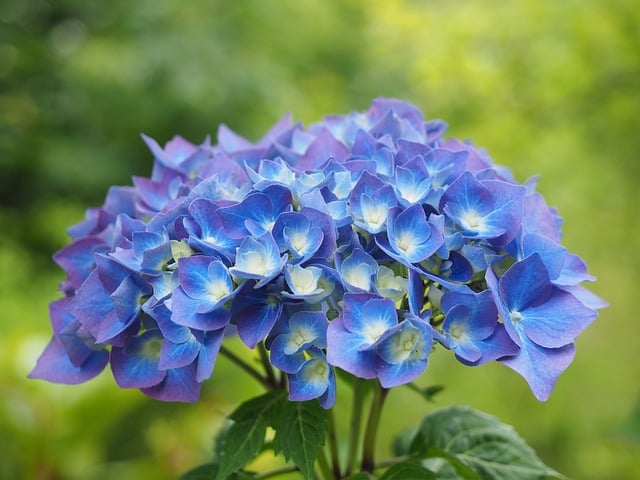 hortensia