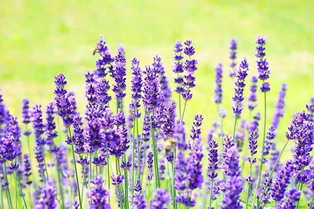 lavendel