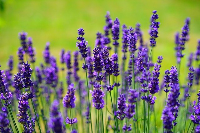 lavendel