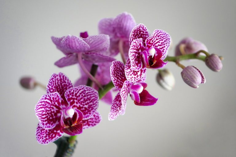 orkide hovedbilde