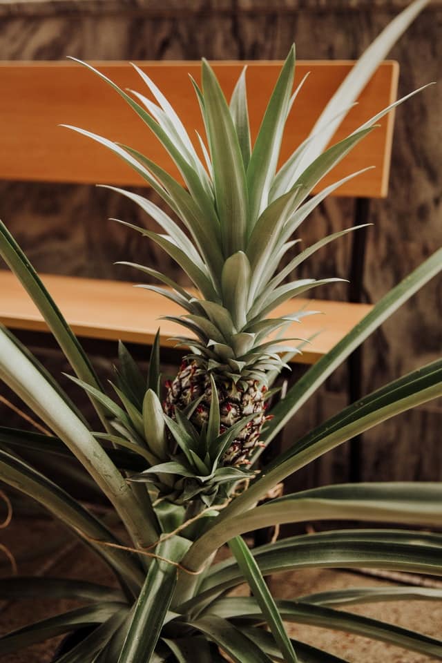 ananasplante 1