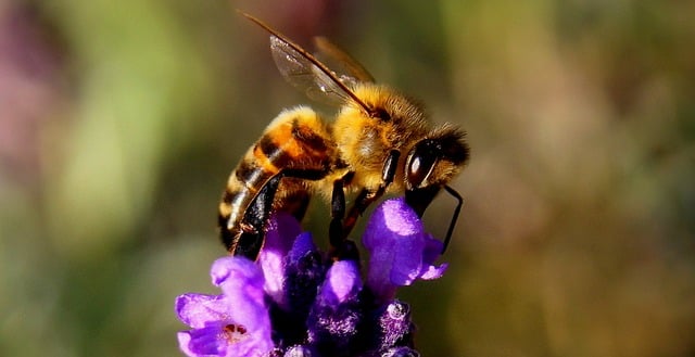 lavendel bie
