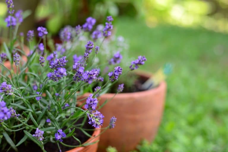 lavendel potte hovebilde