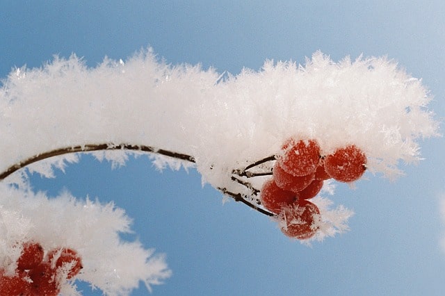 rogenbær frost