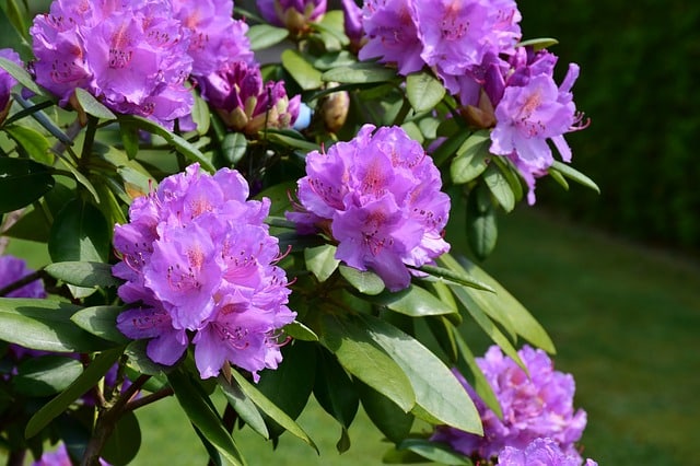 rohododendroen