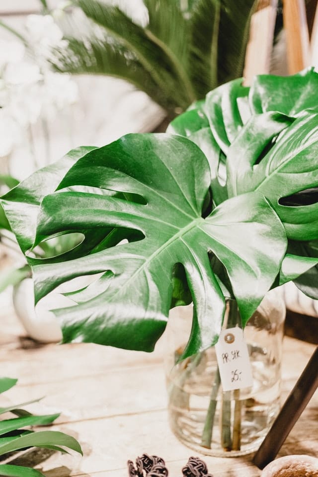 blader monstera