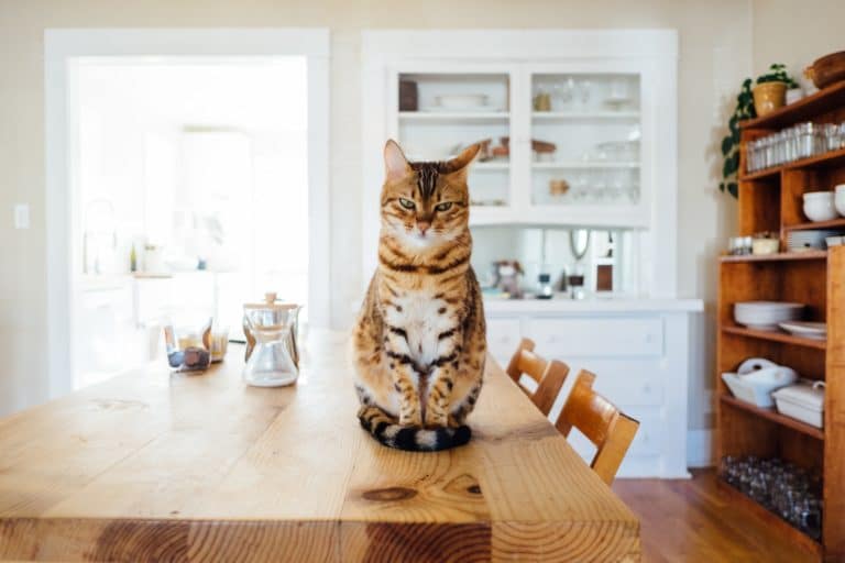 3 tips til å holde katten unna bordet og kjøkkenbenken
