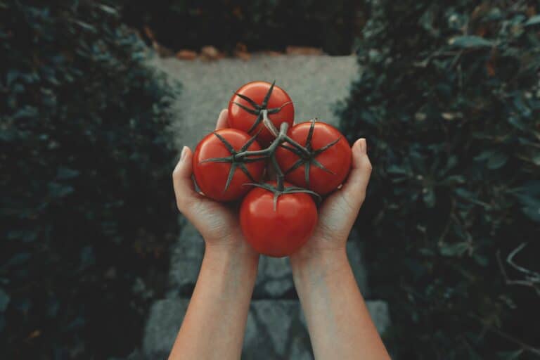 Tomater hovedbilde