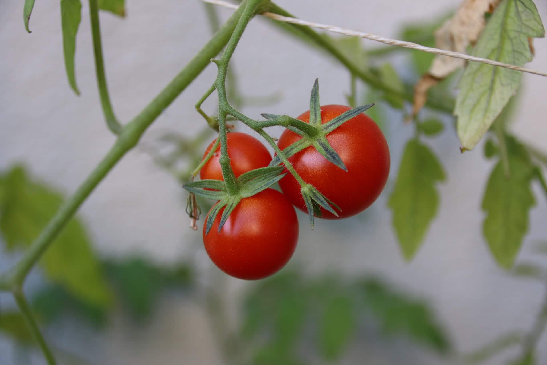 Tomatplante 2