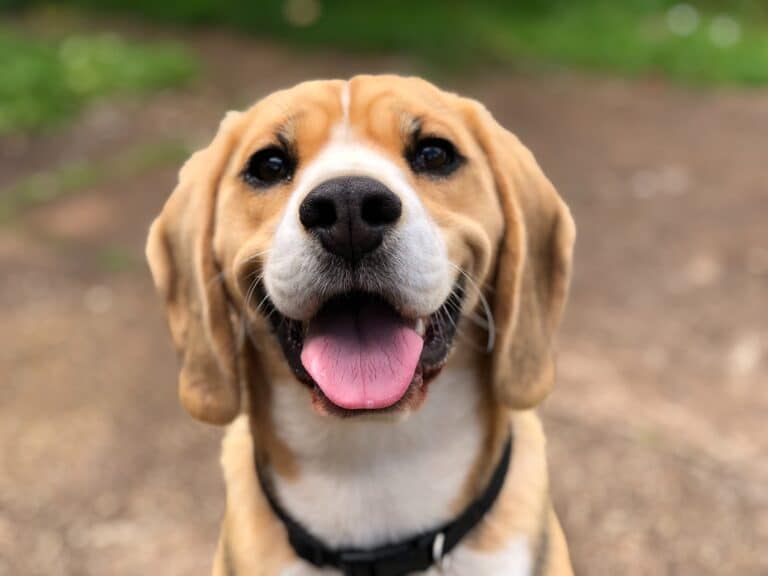 Har du hund? Her finner du alt utstyret du trenger