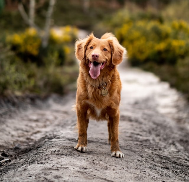 Hund langline