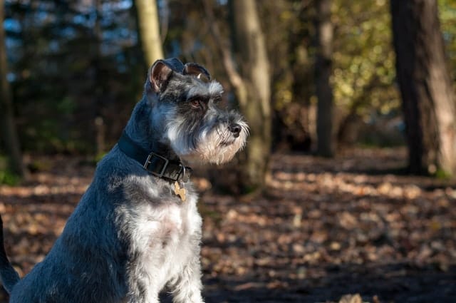 Hund med halsbånd