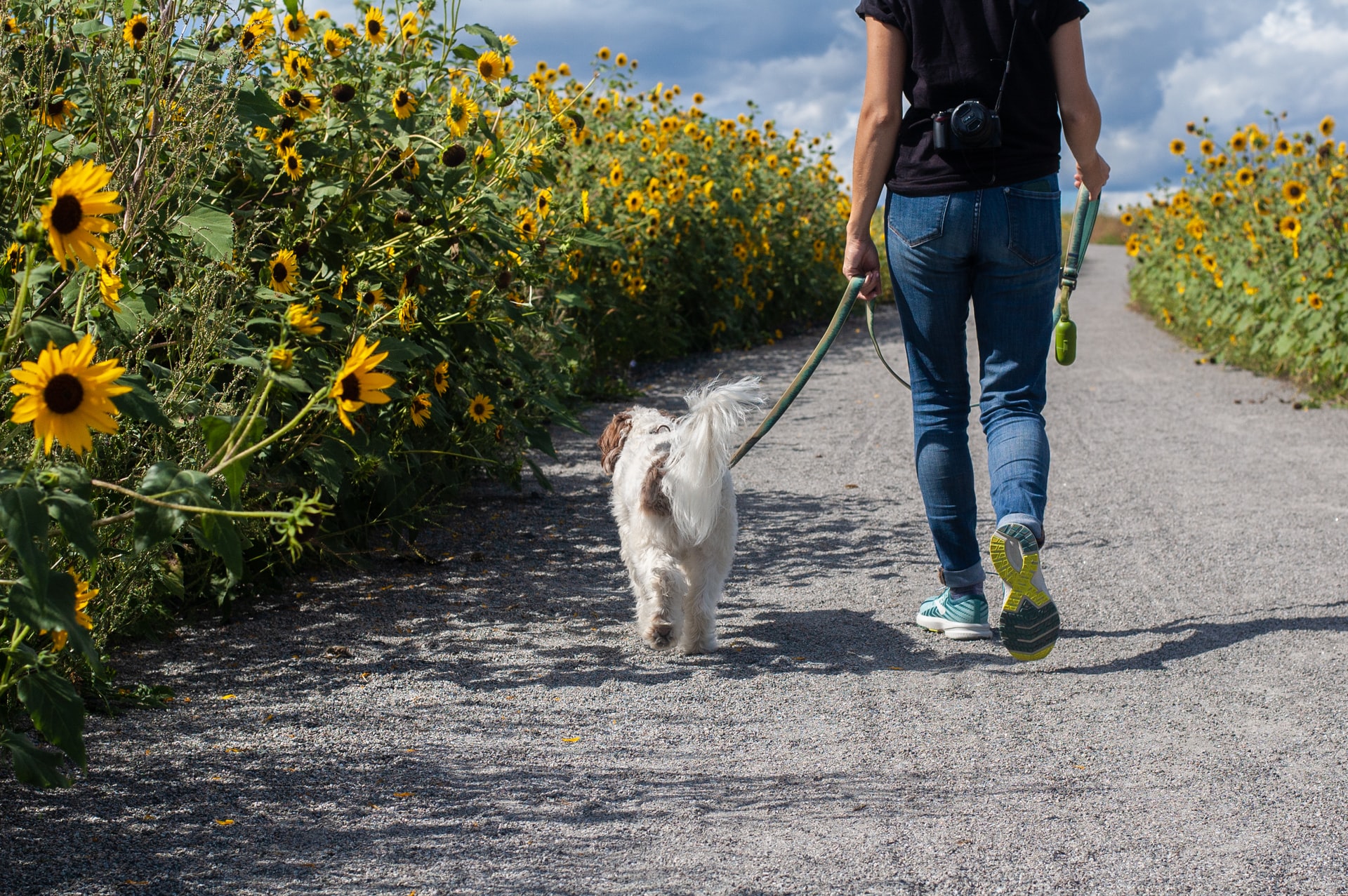 Hund på tur