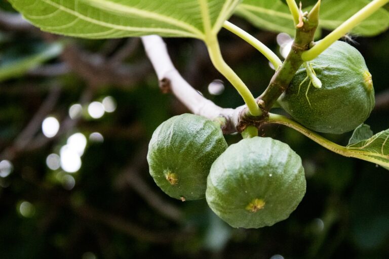 Slik lykkes du med denne populære planten- Fikentre