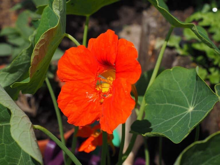 Verdens enkleste og spiselige plante-Blomsterkarse