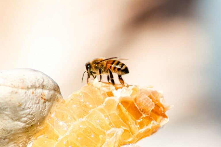 La biene erstatte plasten- miljøvennlig og bærekraftig