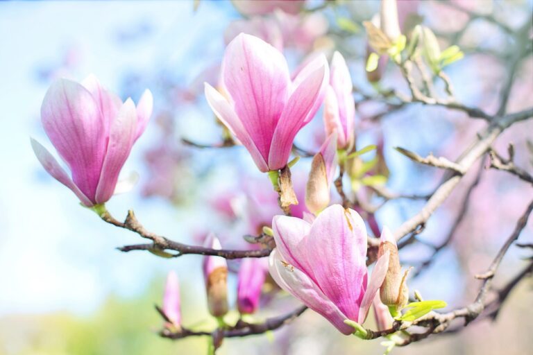Slik lykkes du med vårens vakreste tre- Magnolia
