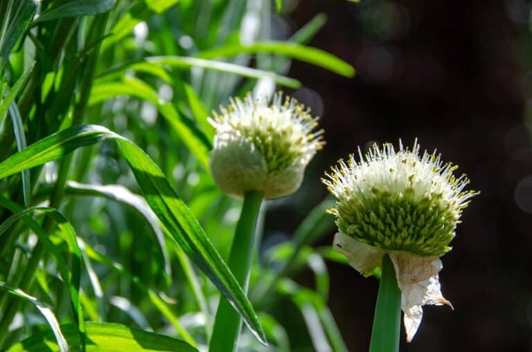 10 urter du kan plante inne hele året