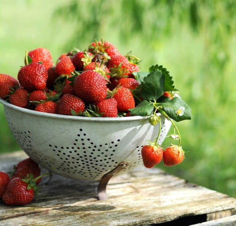 Slik kan du oppbevare jordbær i et helt år