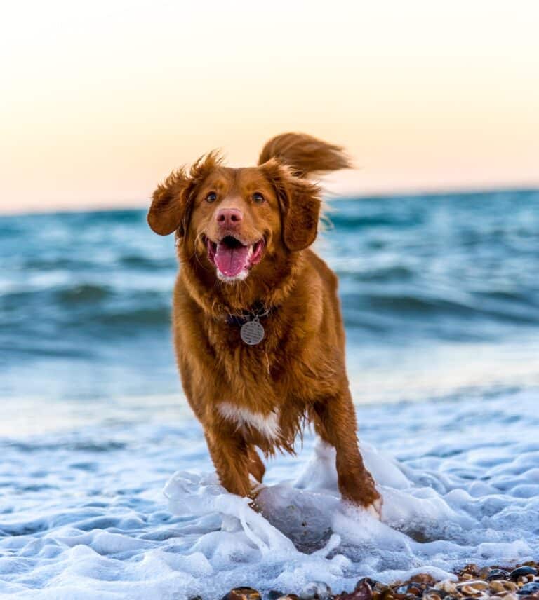 Slik tar du vare på hunden din i varmen