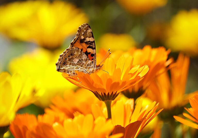 Fargerik og livlig hage med sommerblomster som trives i solen