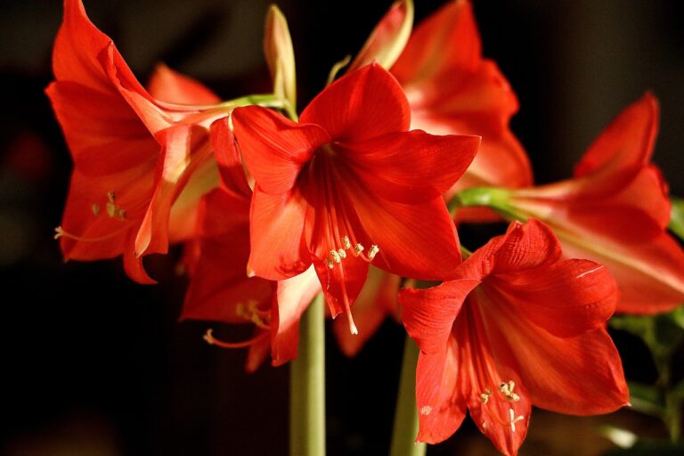 Amaryllis-Julestemning i potte