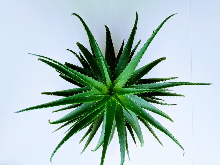 Aloe Vera- En allsidig og helbredende plante