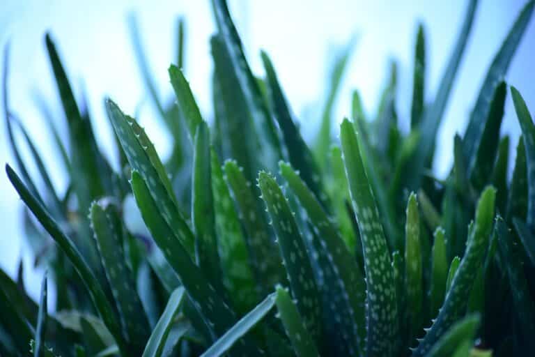 aloe-vera-tips