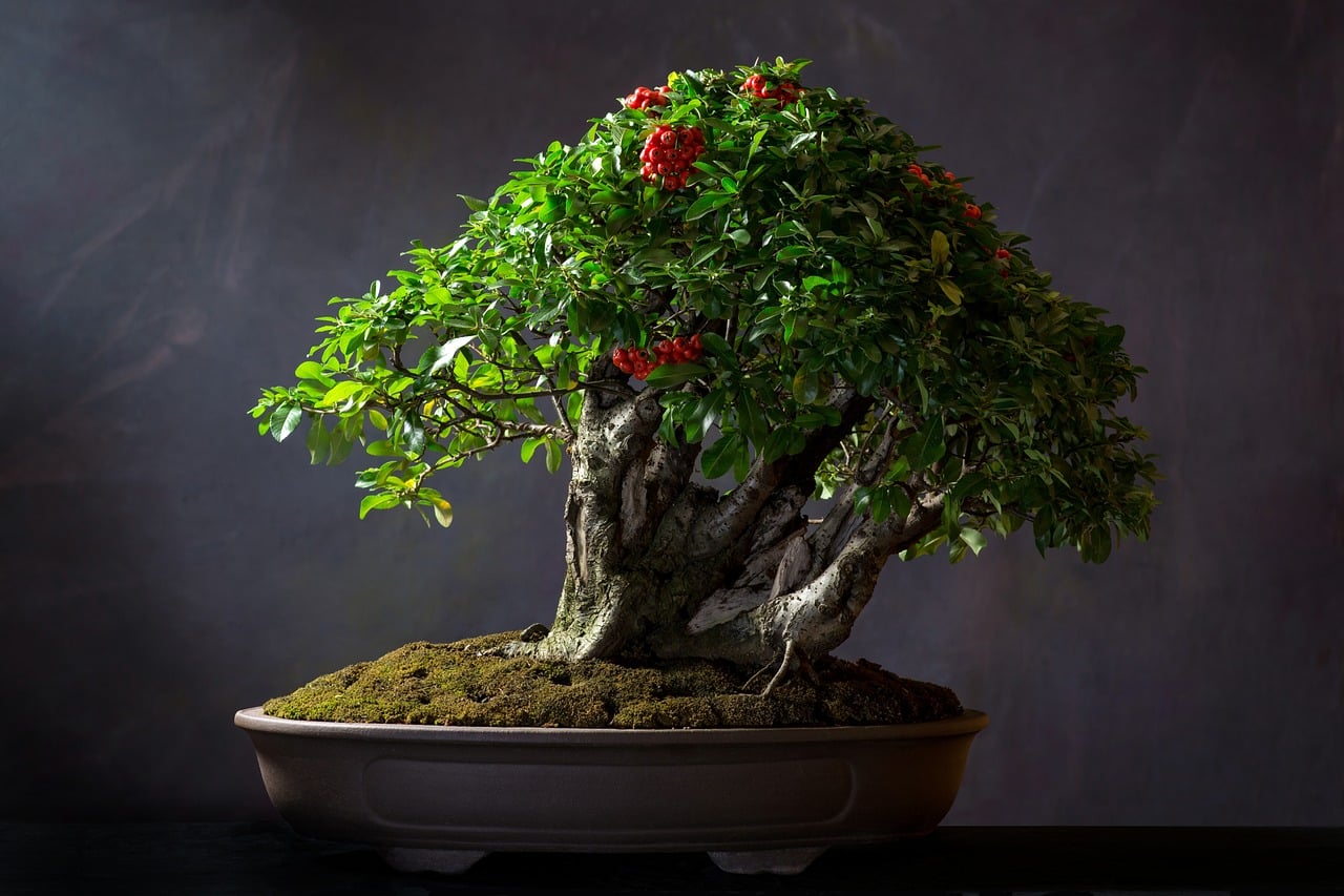 bonsai-tre
