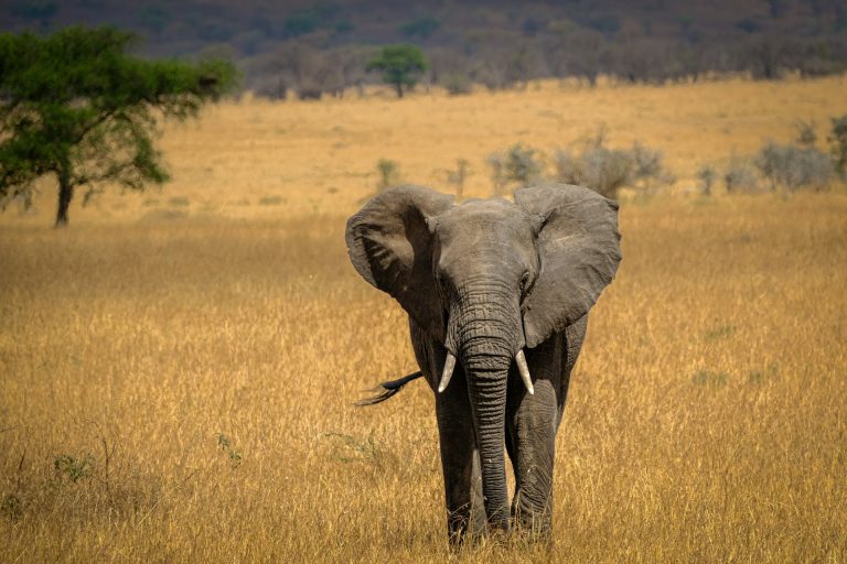 Safari i Tanzania-uforglemmelige opplevelser med minner for livet