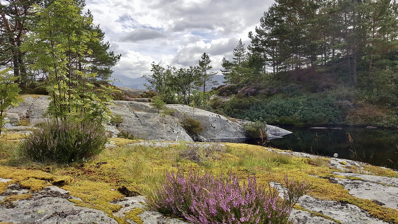 pollenallergi i norge