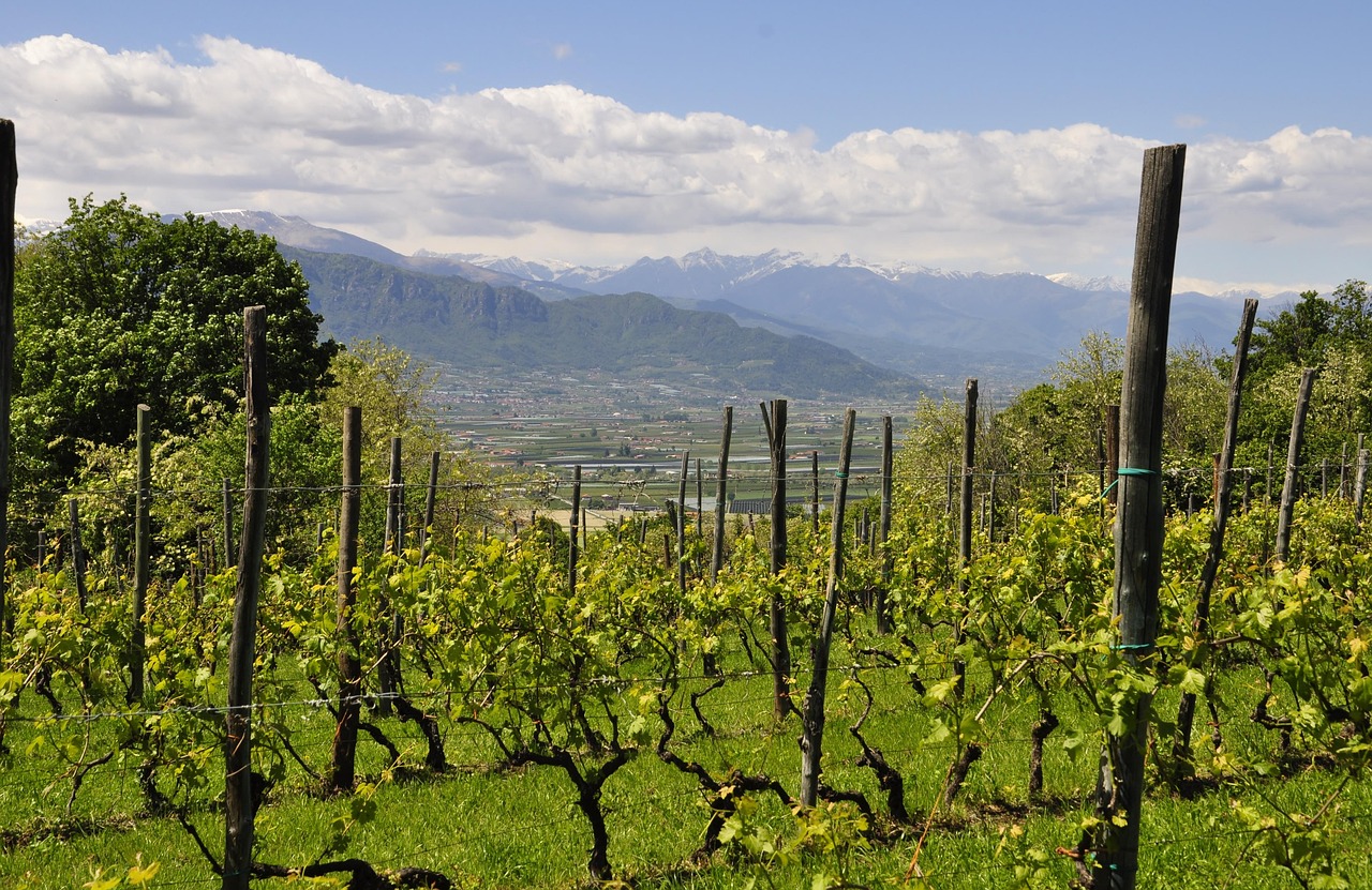 Piemonte vingård ferie